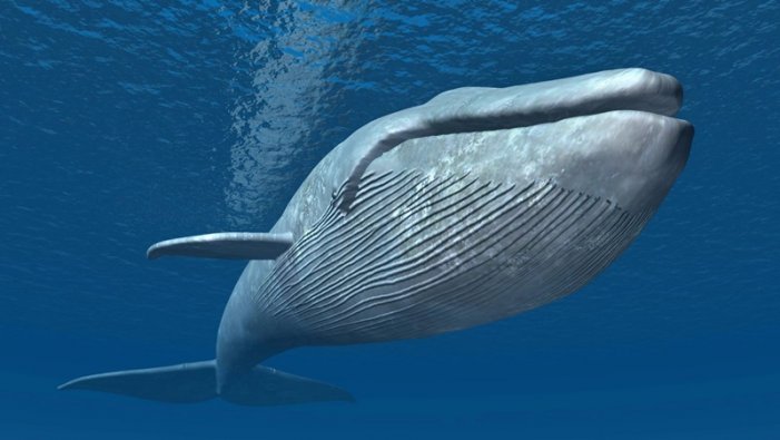 La gran ballena azul. Foto: Getty Images